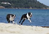 BOSTON TERRIER 317